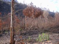 DSCF0354  Burnt San Dieguito River Valley