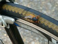Cicada hitching a ride