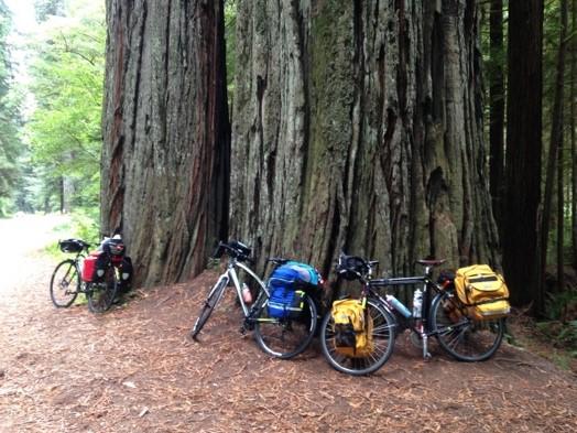 Bikes against majestic Redwoods